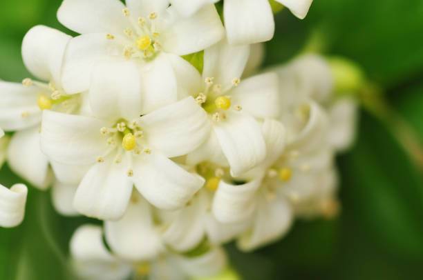 Honeysuckle Jasmine Soy Candle – Sweet & Floral Scent | Mam Jam’s